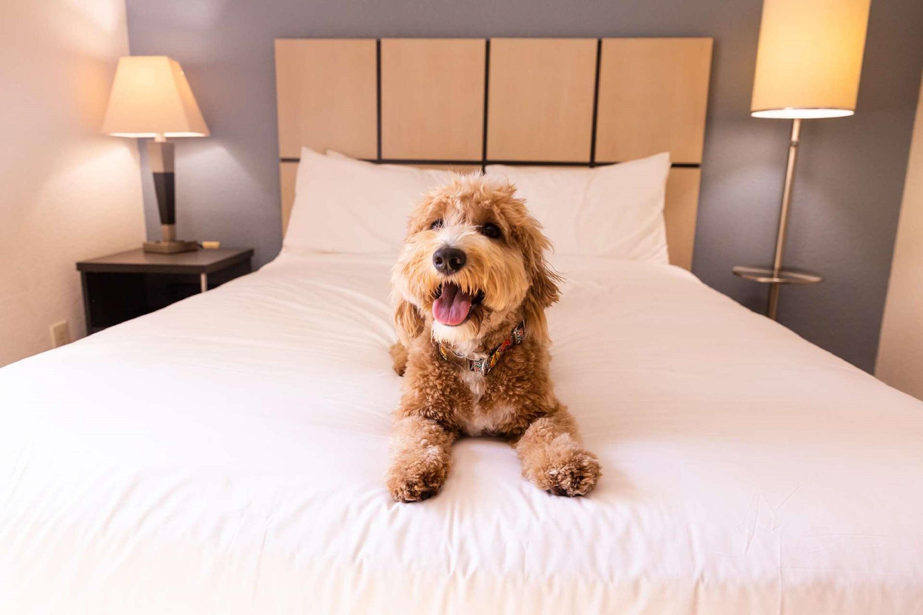 Sonesta Simply Suites Albuquerque Ngoại thất bức ảnh